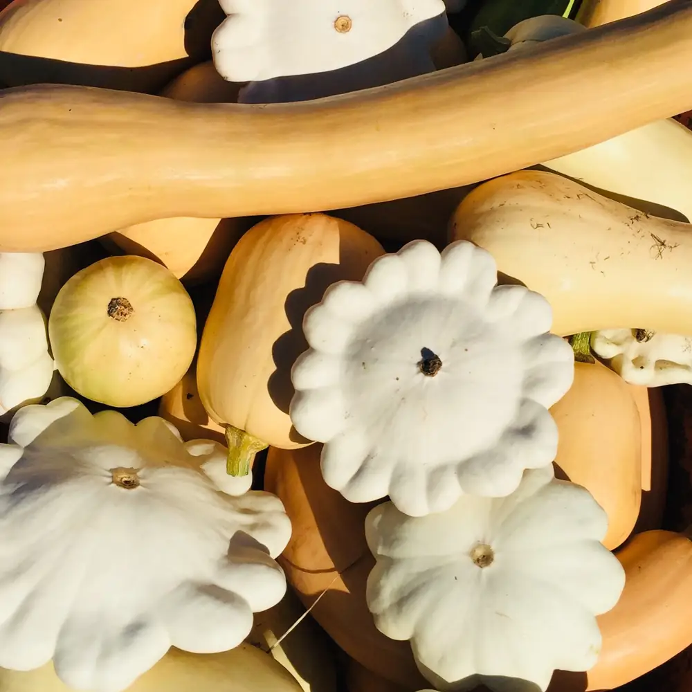 Courges et pâtissons de la récolte d’automne à la Ferme des Wapatas