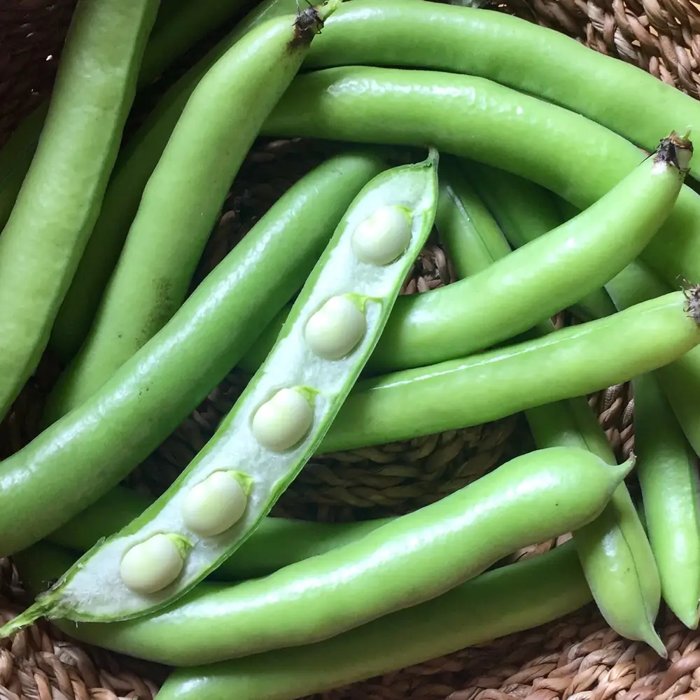 Fèves fraîches cueillies à la Ferme des Wapatas, maraîchage en sol vivant