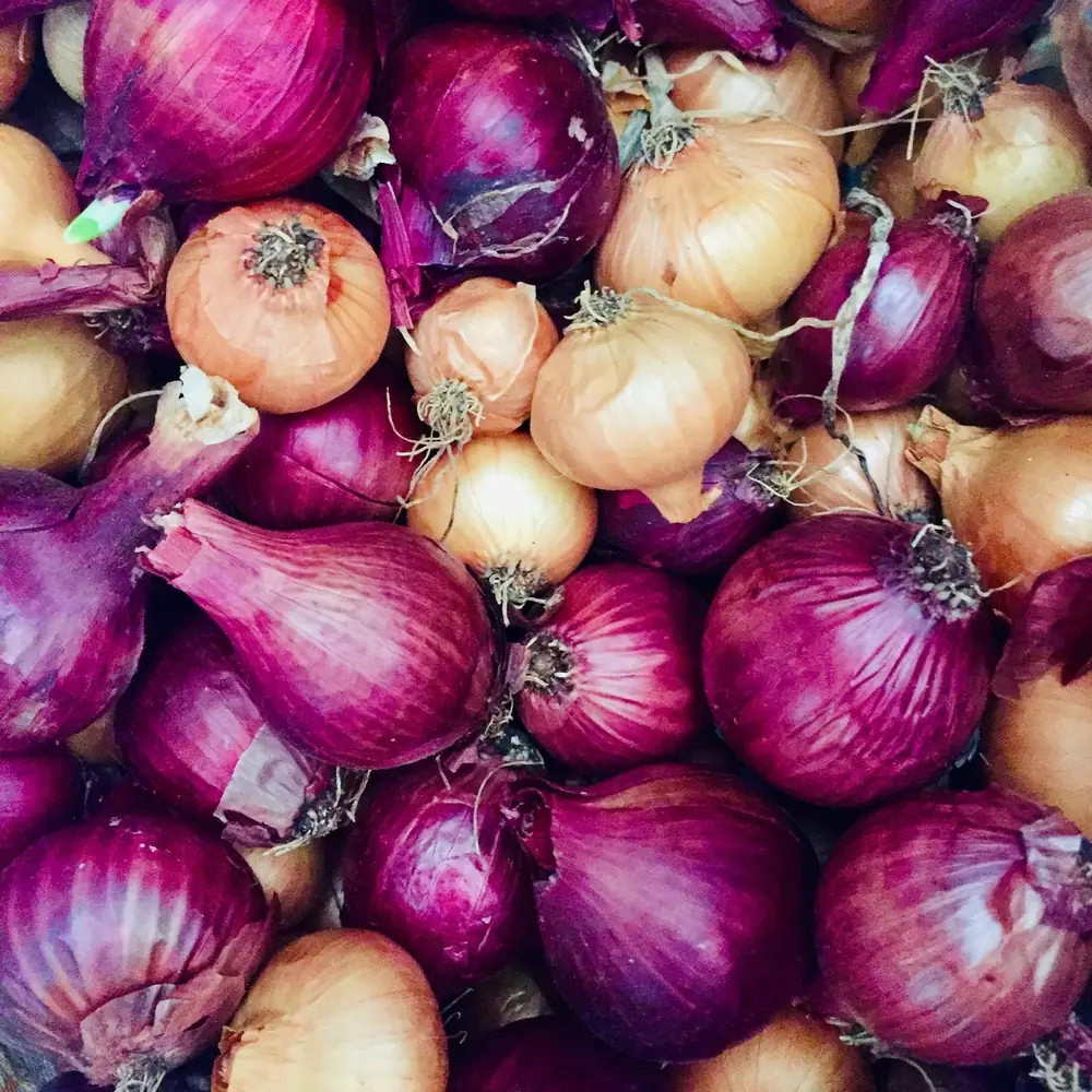 Oignons rouges et jaunes récoltés à la ferme, vente directe en Dordogne