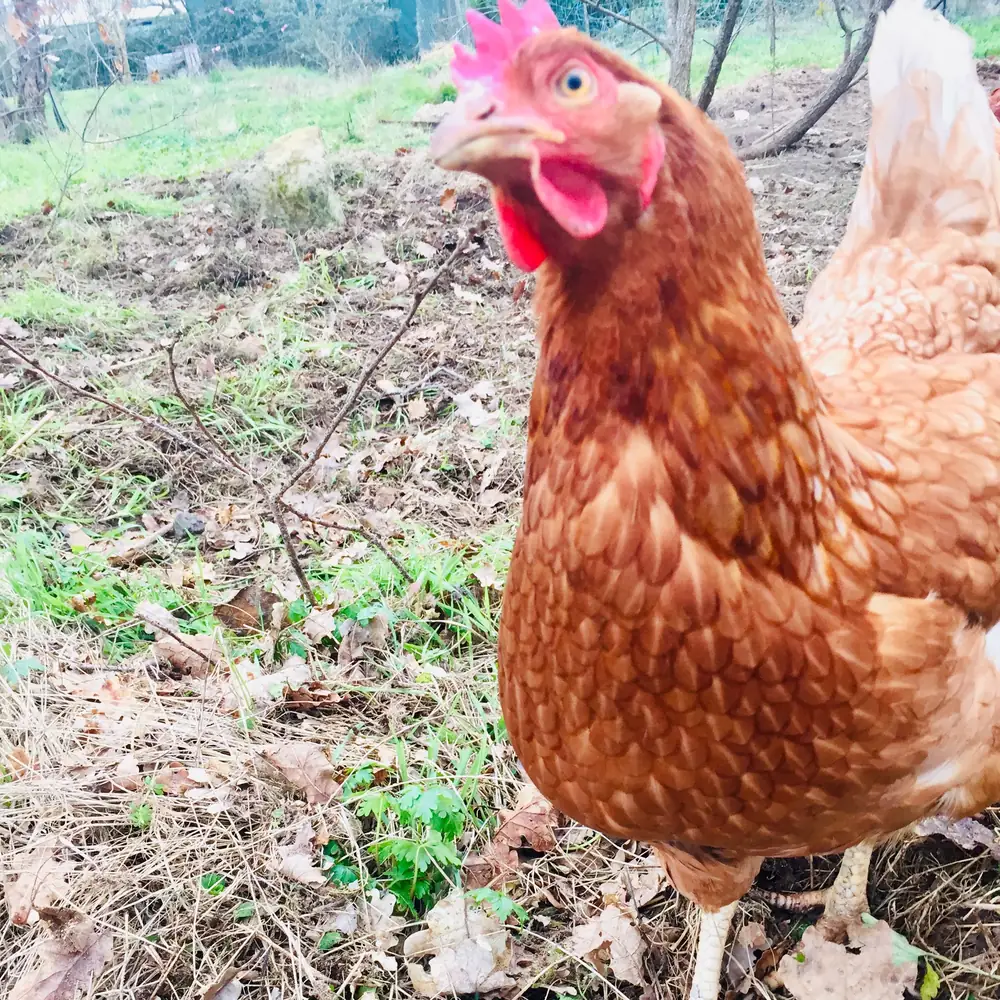 Poule rousse en liberté à la Ferme des Wapatas, Dordogne